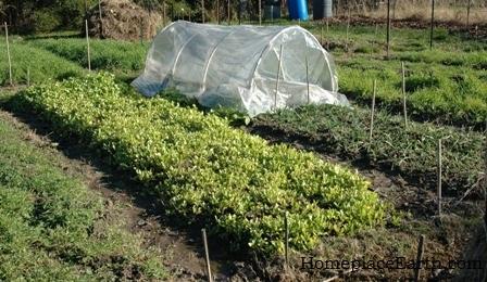 Plan Next Year's Garden Now Image